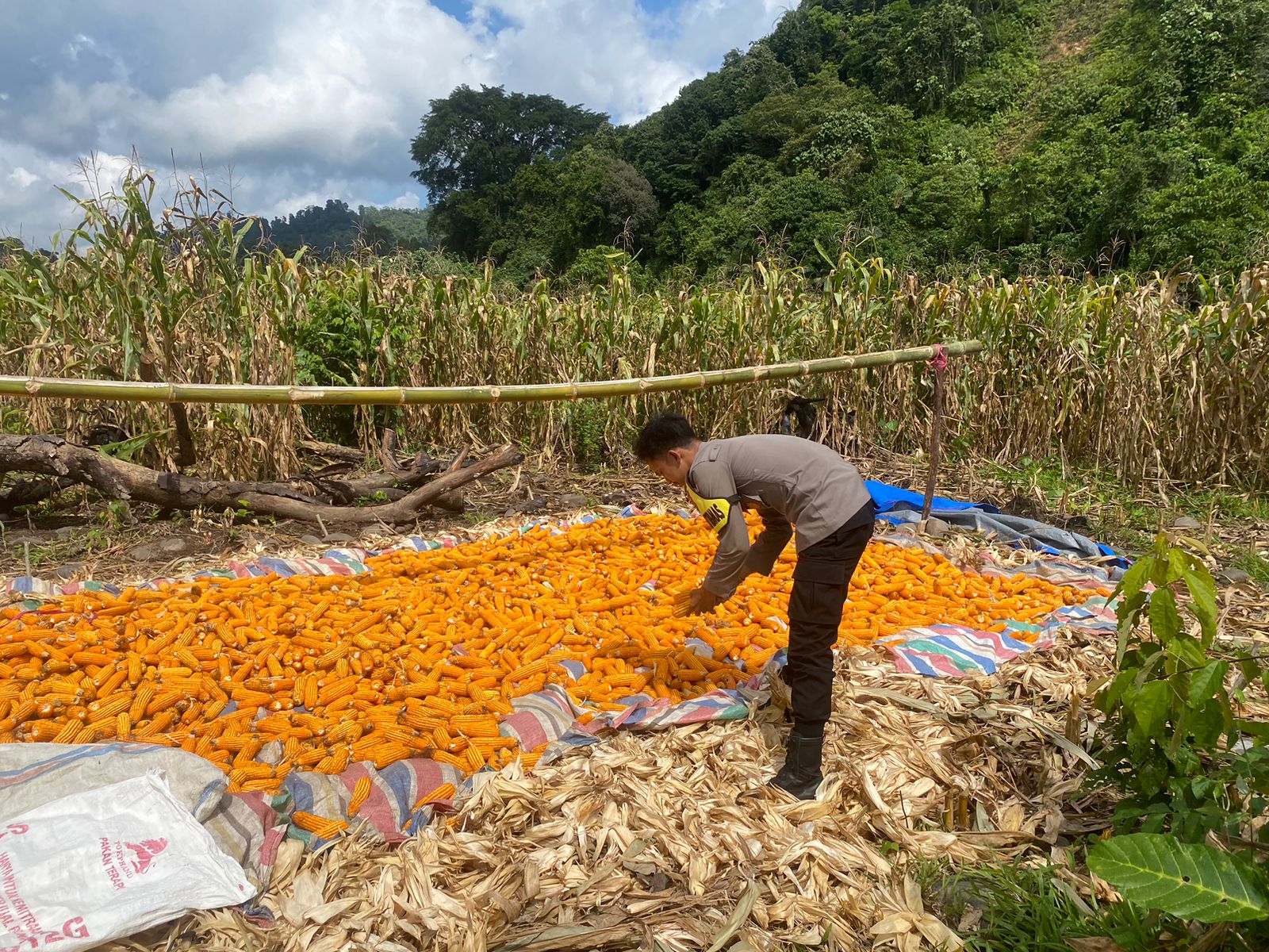 “Panen Jagung 23 Ton di Solok Selatan: Wujud Nyata Sinergi Polri dan Masyarakat Dukung Ketahanan Pangan Nasional”